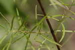 Narrowleaf mountainmint